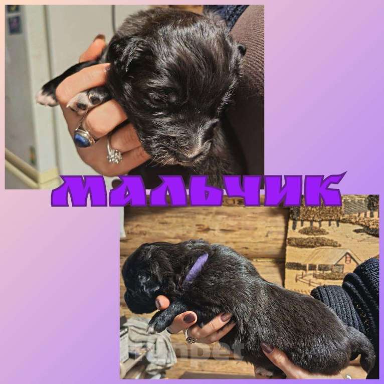 Собаки в других городах Ленинградской области: Австралийские ретриверы Мальчик, 7 000 руб. - фото 1