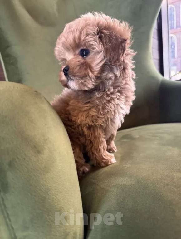 Собаки в Москве: Мальтипу Мальчик, 160 руб. - фото 4