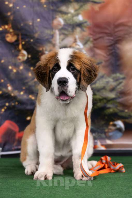Собаки в Санкт-Петербурге: Сенбернар щенок Девочка, Бесплатно - фото 2