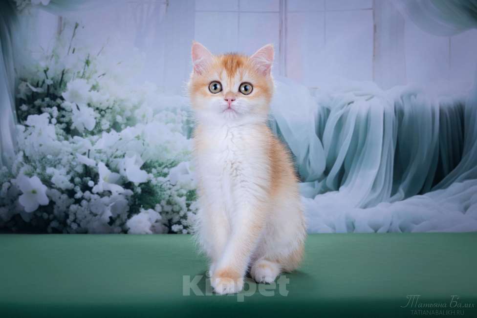 Кошки в Мытищах: Британские котята золотая шиншилла Девочка, 35 000 руб. - фото 1