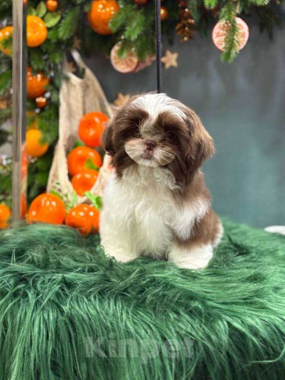 Собаки в других городах Московской области: Самир, малыш ши тцу Мальчик, Бесплатно - фото 2