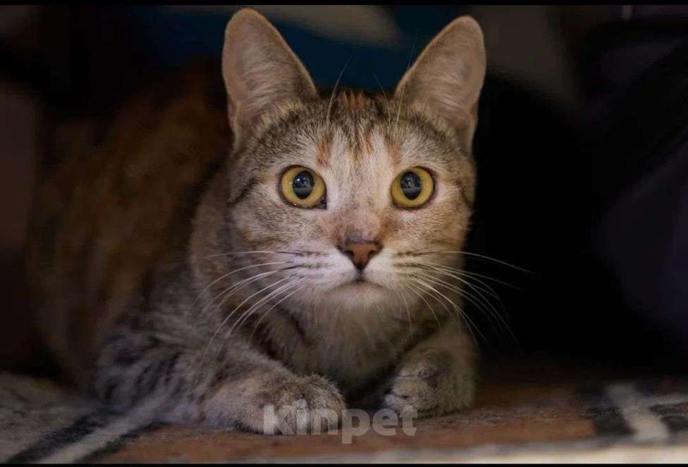 Кошки в Москве: Кошечка Анфиса в добрые руки Девочка, Бесплатно - фото 4