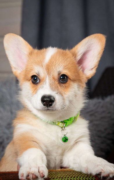 Собаки в Москве: Предлагаю  щенка корги Мальчик, 60 000 руб. - фото 6