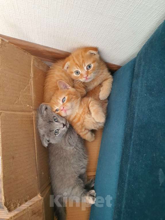 Кошки в Красноармейске: Мальчик Скотиш килт фолт Мальчик, 40 000 руб. - фото 2