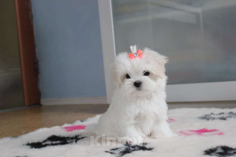 Собаки в Омске: Мальтезе щенок Левгорд Дафна Девочка, 140 000 руб. - фото 4
