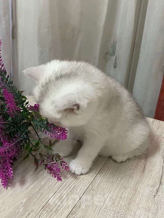 Кошки в Новосибирске: серебристая девочка Девочка, 10 000 руб. - фото 3
