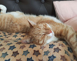 Кошки в Москве: Потерялся котик в Жулебино Мальчик, 2 000 руб. - фото 3