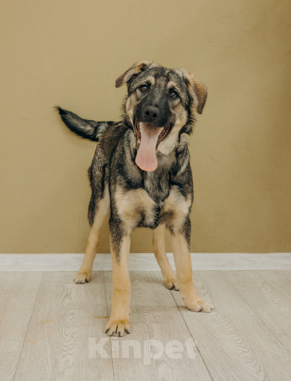 Собаки в Москве: Щенки бесплатно в Москве Мальчик, Бесплатно - фото 5