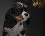 Собаки в Казани: Кавалер AUROCONCURR BERGAMO Мальчик, 60 000 руб. - фото 2