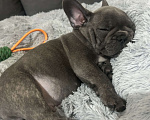Собаки в Химках: Французский бульдог щенки Мальчик, 60 000 руб. - фото 10