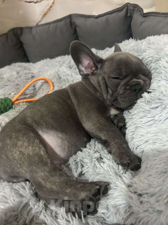 Собаки в Химках: Французский бульдог щенки Мальчик, 60 000 руб. - фото 10
