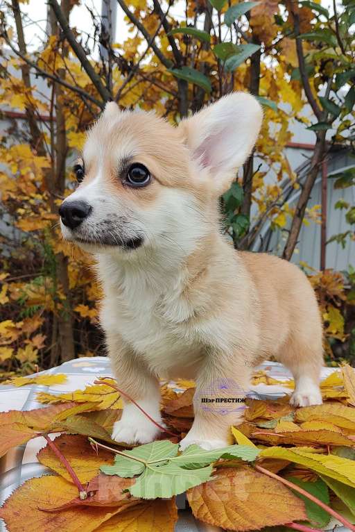 Собаки в Москве: Малышка Вельш корги пемброк  Девочка, 50 000 руб. - фото 4