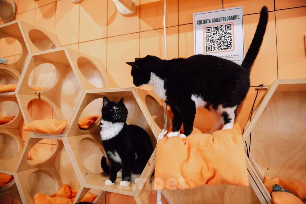 Кошки в других городах Московской области: Снежана мечтает найти семью Девочка, Бесплатно - фото 4