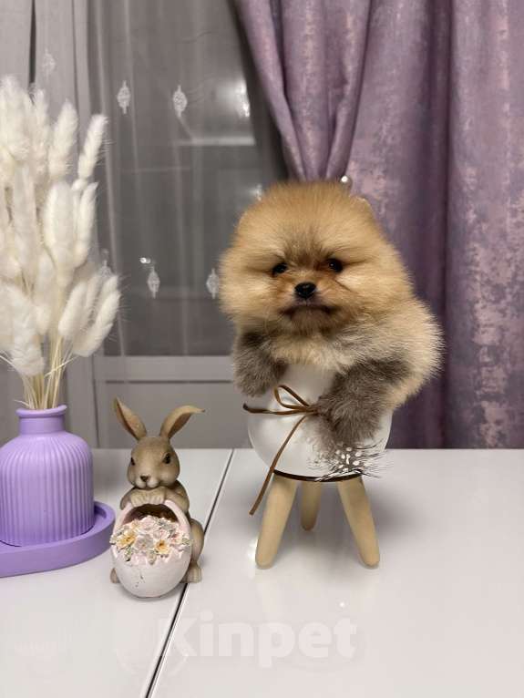 Собаки в Москве: Померанские малыши  Мальчик, 60 000 руб. - фото 4