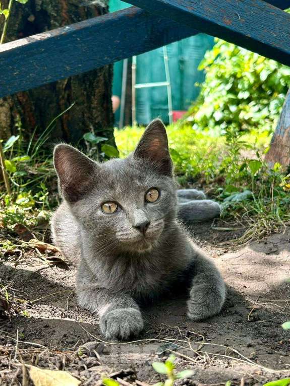 Кошки в Москве: Голубой котенок в добрые руки Мальчик, Бесплатно - фото 1