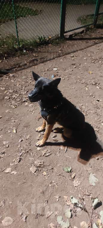 Собаки в Москве: Девочка Хлоя 5 лет Девочка, Бесплатно - фото 4