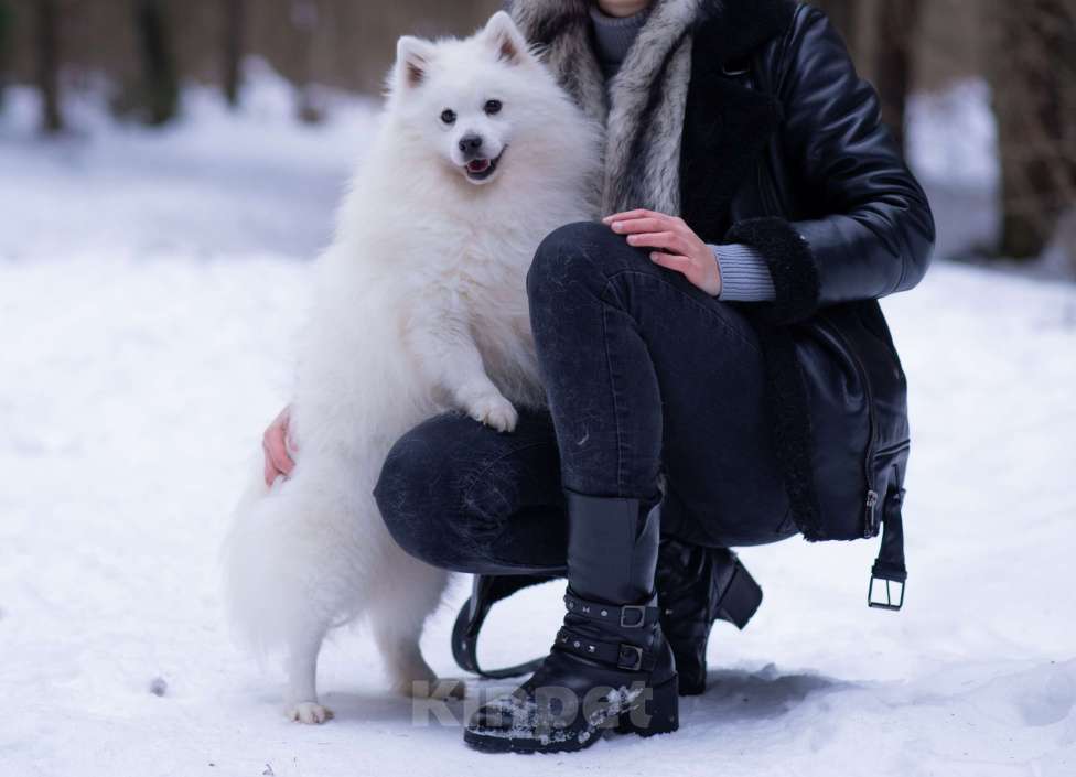 Собаки в Москве: Японский шпиц в добрые руки  Мальчик, Бесплатно - фото 4