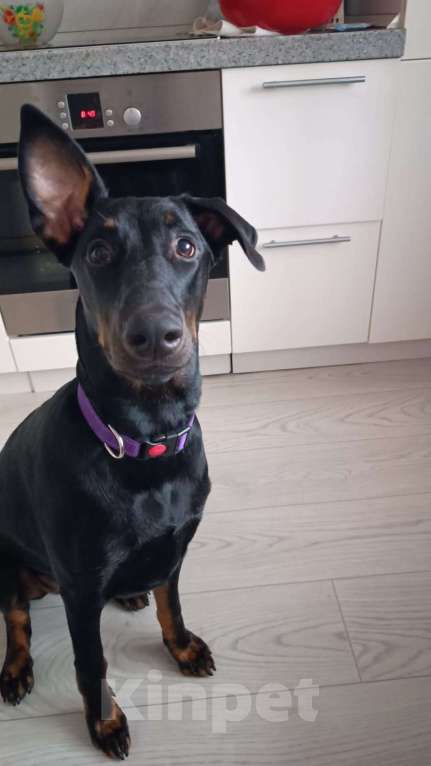 Собаки в Москве: Собака в добрые руки! Девочка, Бесплатно - фото 5