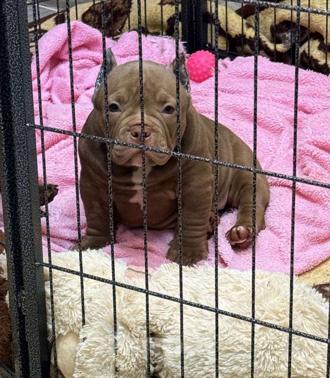 Собаки в Москве: Американский Булли Девочка, 120 000 руб. - фото 3