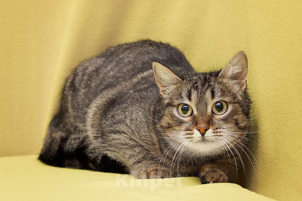 Кошки в Москве: Семечке удача пока не улыбнулась Девочка, Бесплатно - фото 4