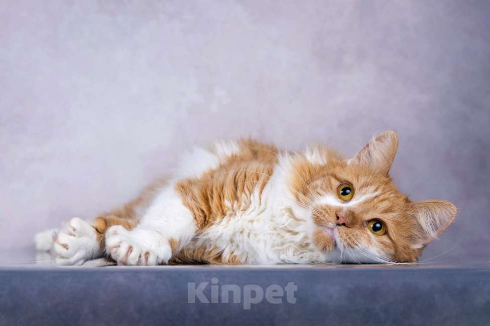 Кошки в Москве: Ярко-рыжая молодая пушистая кошечка Дакота в дар Девочка, 1 руб. - фото 4