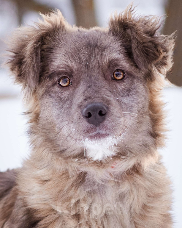 Собаки в Москве: Необычный щенок окраса мерле в дар Девочка, Бесплатно - фото 3