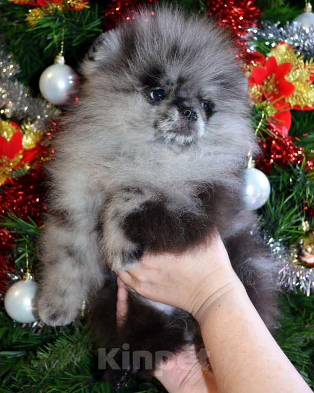 Собаки в Бийске: Щенки померанского щенка Мальчик, 50 000 руб. - фото 2