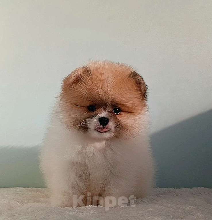Собаки в Москве: Померанский шпиц, мини девочка Девочка, 25 000 руб. - фото 9