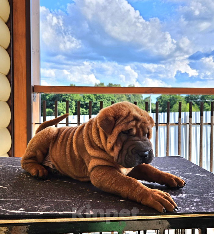 Собаки в других городах Московской области: Шарпей, щенок шарпея Мальчик, 60 000 руб. - фото 3