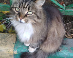 Кошки в Ливны: Пушистая красавица Лиза хочет быть единственной, Бесплатно - фото 3