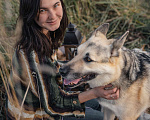 Собаки в Москве: Девочка, в добрые руки Девочка, Бесплатно - фото 6