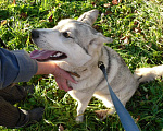 Собаки в Бронницах: Хаски ищет хозяина Девочка, Бесплатно - фото 6