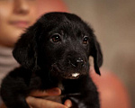 Собаки в Москве: Щенок Витт (мама черный лабрадор) в дар Мальчик, Бесплатно - фото 2