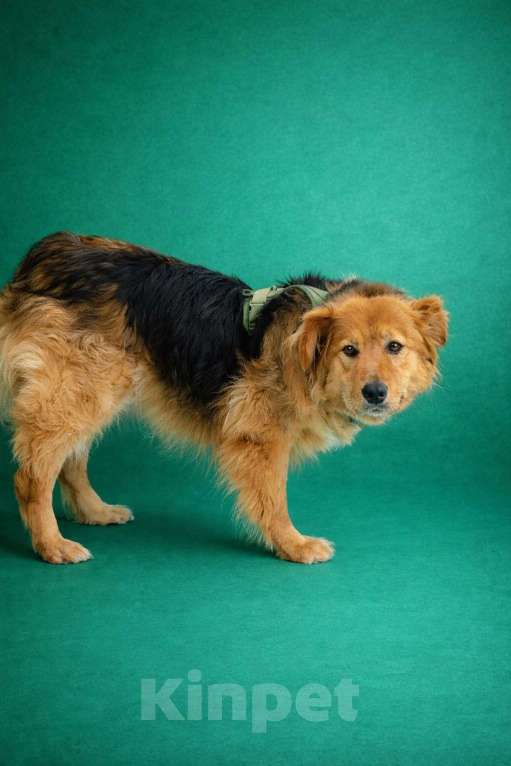 Собаки в Москве: Мотя в добрые руки! Девочка, Бесплатно - фото 1