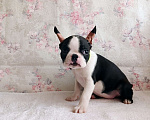 Собаки в Санкт-Петербурге: Бостон -терьер,девочка Девочка, 80 000 руб. - фото 5