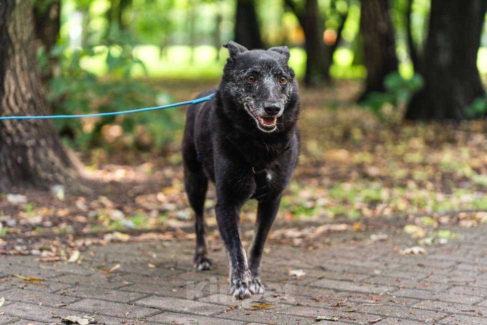 Собаки в Москве: Небольшой и скромный мальчик Мальчик, Бесплатно - фото 2