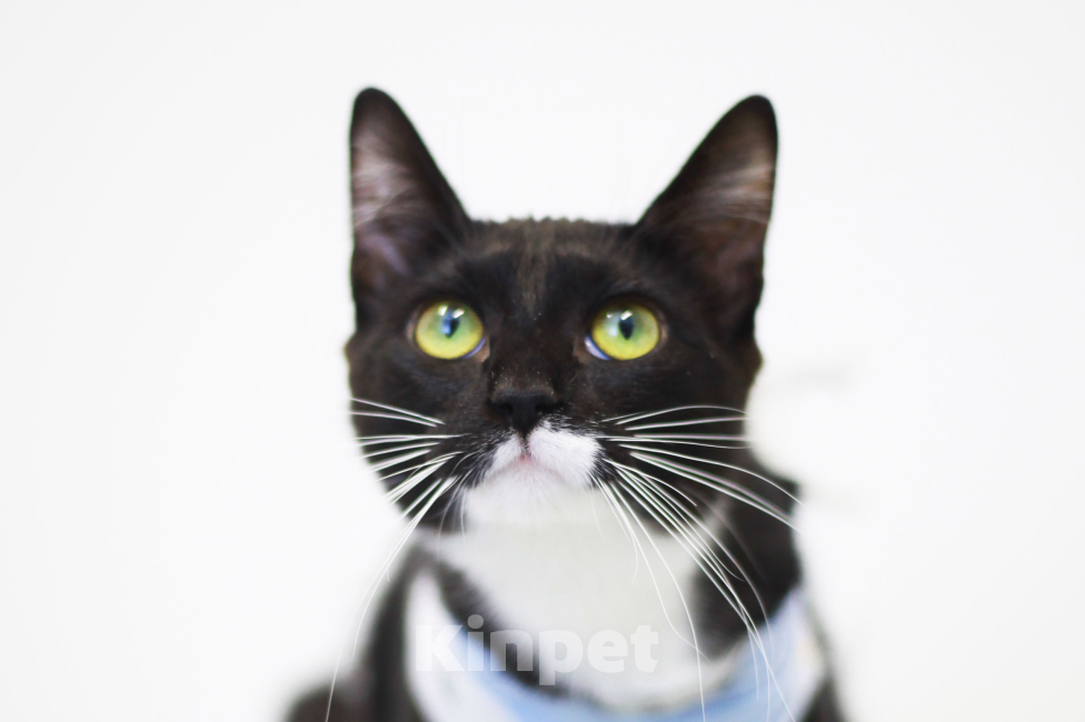 Кошки в Санкт-Петербурге: Котёнок Блэкки Девочка, 1 руб. - фото 1