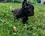 Собаки в Бердске:  маленькое черное французское чудо  Мальчик, Бесплатно - фото 1