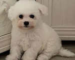 Собаки в Москве: Мальчишка Бишон Мальчик, 40 000 руб. - фото 6