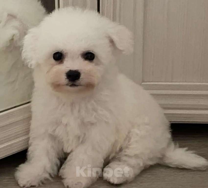 Собаки в Москве: Мальчишка Бишон Мальчик, 40 000 руб. - фото 6