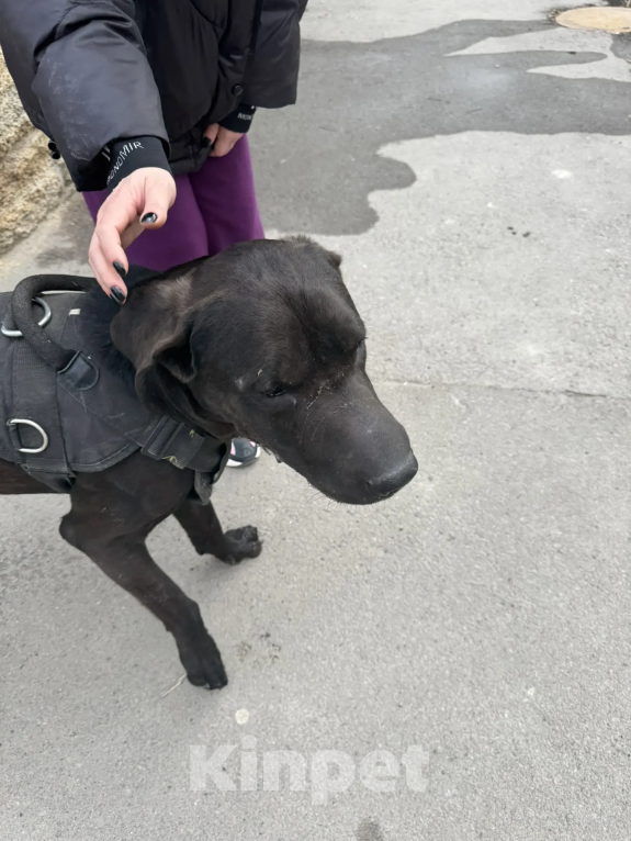 Собаки в Ростове-на-Дону: найден Мальчик, Бесплатно - фото 2