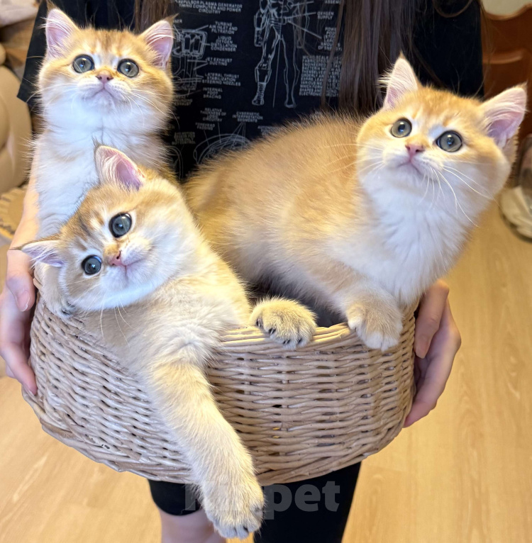 Кошки в Москве: Золотой британский котенок  Мальчик, 49 000 руб. - фото 2