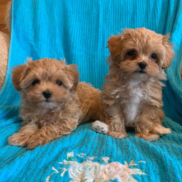 Собаки в Санкт-Петербурге: Малыши мальтипу Девочка, 93 000 руб. - фото 1