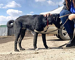 Собаки в Иркутске: Ваш самый верный друг! Пес-подросток Цезарь в добрые руки Мальчик, 10 руб. - фото 2