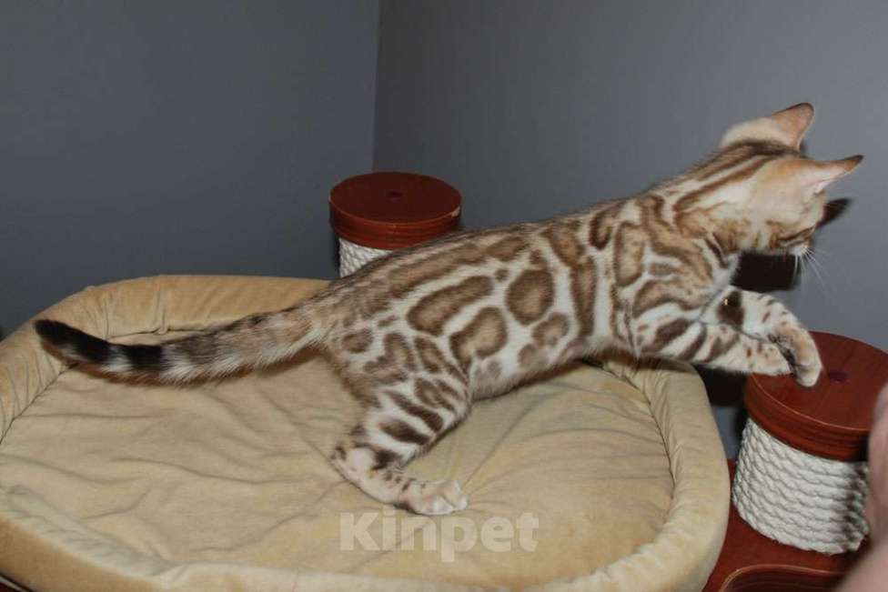 Кошки в Москве: Бенгальский котик Мальчик, 60 000 руб. - фото 1