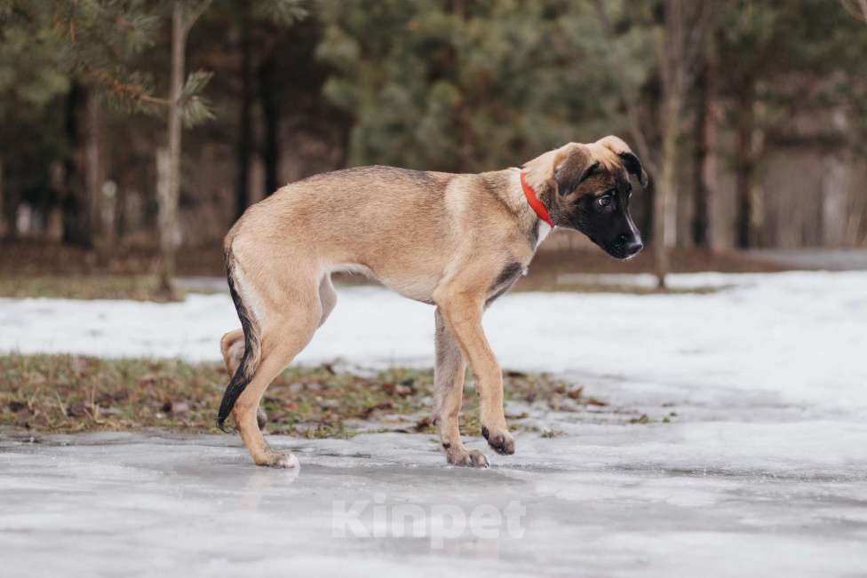 Собаки в Москве: Кэсси — невероятная малышка ищет дом Девочка, Бесплатно - фото 4
