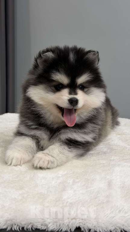 Собаки в Санкт-Петербурге: Мальчик помски Мальчик, 80 000 руб. - фото 5