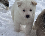 Собаки в Серпухове: Медвежата  Девочка, 15 000 руб. - фото 10