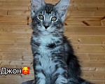 Кошки в других городах Московской области: Котята Мальчик, 55 000 руб. - фото 3