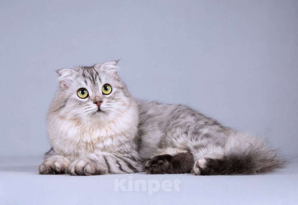 Кошки в Москве: Нежная ласковая кошечка Сирень в добрые руки Девочка, Бесплатно - фото 8